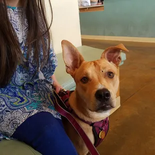 My Lola checking at Calista for follow-up after night in doggo ER.