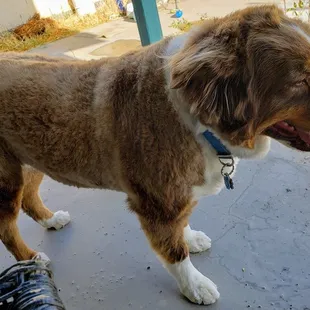 Pentu had good treatment at Calista until last week. Vet said he needs to lose 15 lbs! Did the vet notice bone structure?