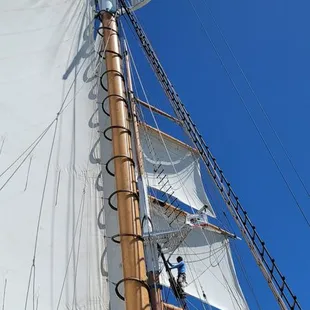 Matthew Turner crew member unfurling the sails.
