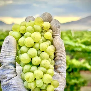 Callaghan Vineyards Love Muffin grapes