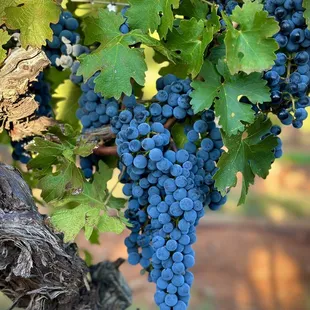 33 year old Cabernet Sauvignon vines at Callaghan Vineyards