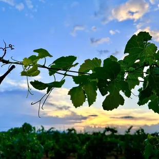 Sunrise at Callaghan Vineyards