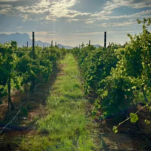 Early mornings at Callaghan Vineyards