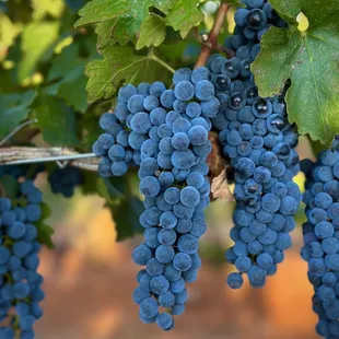 Harvest at Callaghan Vineyards 2023