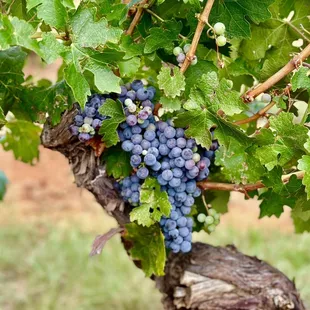 Really beautiful grapes