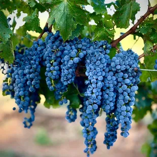 Harvest in full swing at Callaghan Vineyards