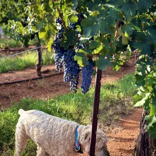 Kiva checking out the vineyard on her morning walk.