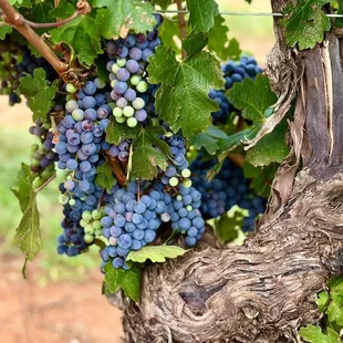 Old Cabernet Sauvignon vines at Callaghan Vineyards