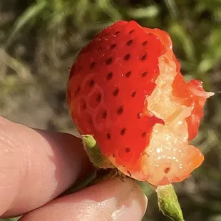 Fresh strawberry