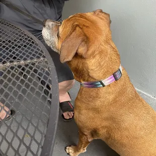 Jethro wants a zucchini fry
