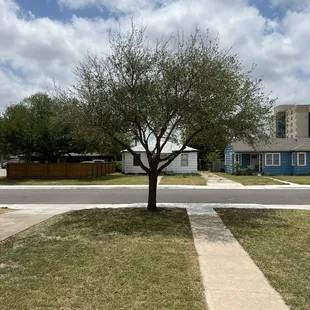 Oak tree after pruning, tree pruning