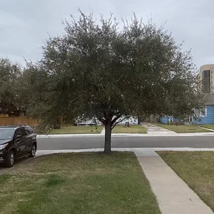 Oak tree before pruning