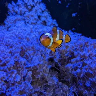 a clown fish in an aquarium