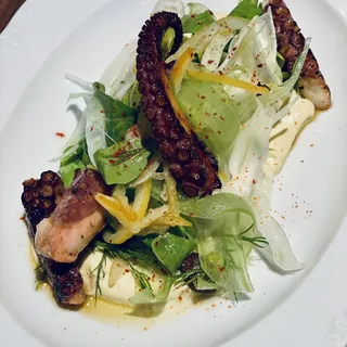 MEDITERRANEAN OCTOPUS