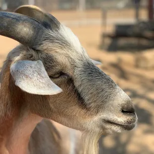 The goat at the Petting Zoo area was very friendly and photogenic