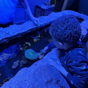 Tide pool you can touch creatures!