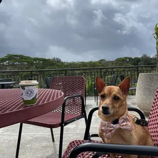 a dog wearing a bow tie