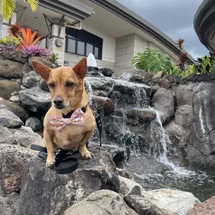 a dog wearing a bow tie