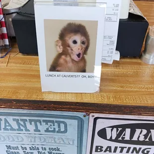 a picture of a baby monkey