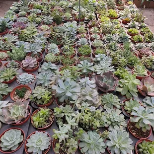 Calvert's Plant Interiors