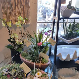 Cute succulent arrangements in the shop area