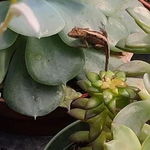 Met this little guy as we perused the plants