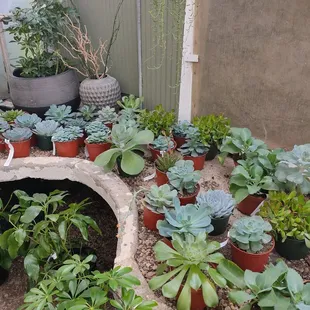 Teenage sized succus