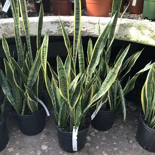 Sansevieria, all around this size are $25!