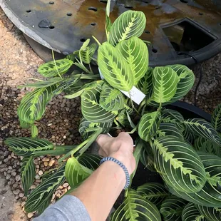 Beauriful plant for only 16$