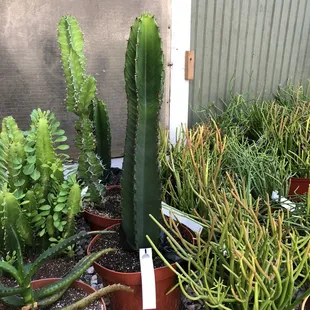 Cacti around this size run around $60- so healthy!