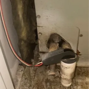 HVAC system riddled with toxic mold