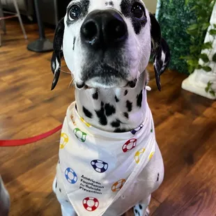 a dalmatian wearing a bandana