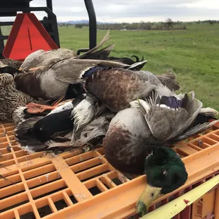Ducks