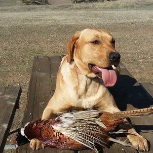 Jake&apos;s first birds. What a great day