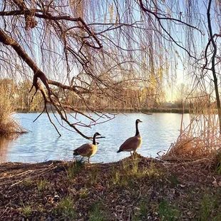 Canada geese flock here during wintertime