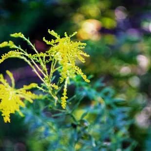 Goldenrod