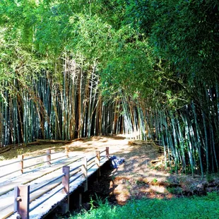 Bamboo Bridge to the Bamboo Forest