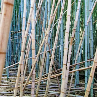 Inside the Bamboo Forest