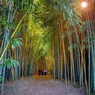 Inside the Bamboo Forest During Open House for Photographers
