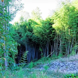 Back of the Forest