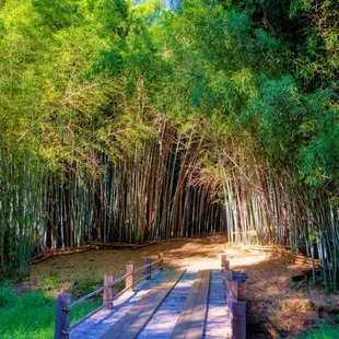 Bamboo Bridge to the Bamboo Forest
