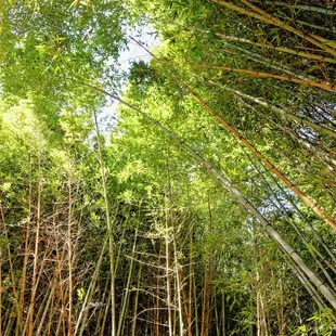 Inside the Bamboo Forest