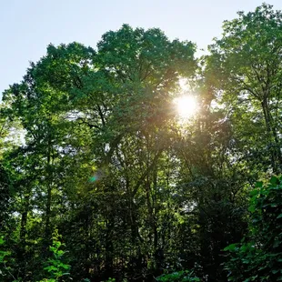 Back side of Forest