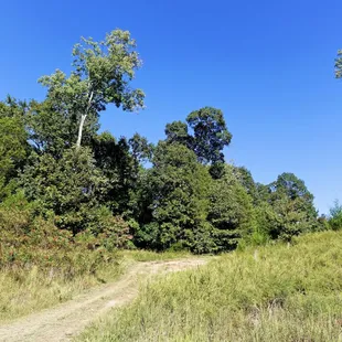 Hike to the Bamboo Forest