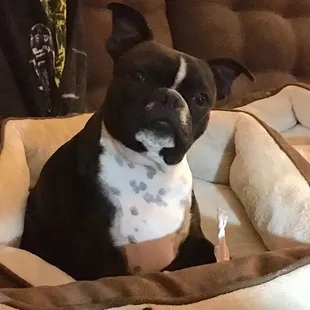 Happy at Cameo Kennels!