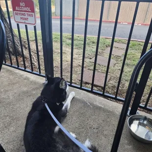 a black and white dog laying on the sidewalk