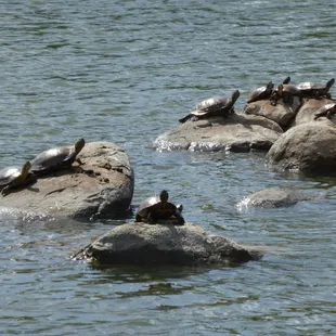Turtles sunning on the rocks in the lake