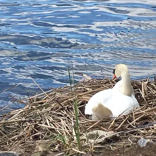 Alive with swans , geese&amp; ducks .
