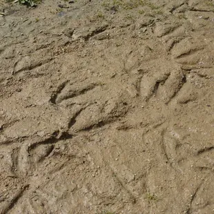 Footprints in the trail around the lake