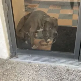 (Screenshot from the video I took) Deuce sitting there alone very scared...